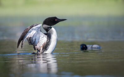 Plongeon huard | Common loon