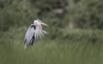 Grand héron | Great blue heron