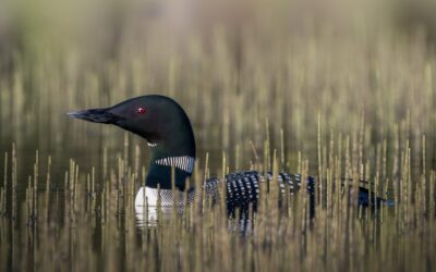 Plongeon huard | Common loon