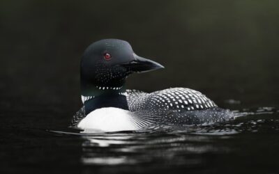 Plongeon huard | Common loon