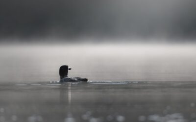 Plongeon huard | Common loon