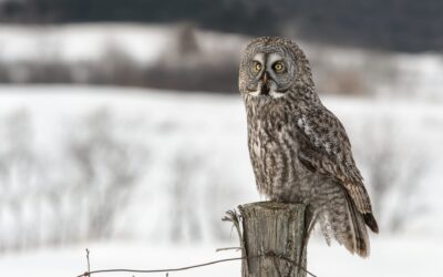 Chouette Lapone | Great Grey Owl