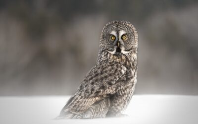 Chouette Lapone | Great Grey Owl