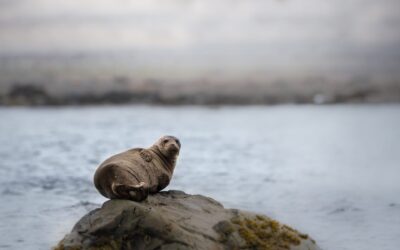 Phoque commun | Common seal