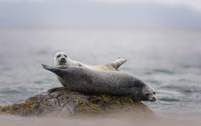 Phoque commun | Common seal