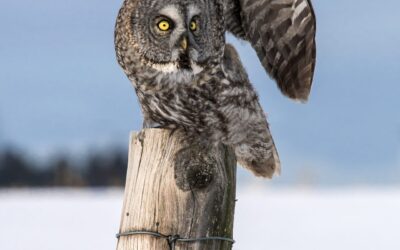 Chouette Lapone | Great Grey Owl