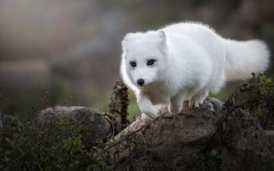 Renard artique | Arctic Fox