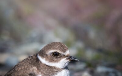 Limicole | Shorebird