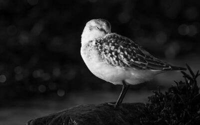 Limicole | Shorebird