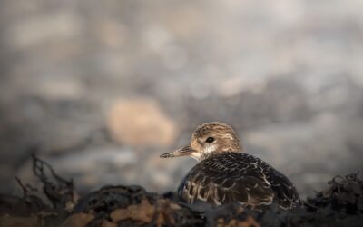 Limicole | Shorebird