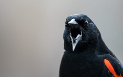 Carouge à épaulettes | Red-winged Blackbird