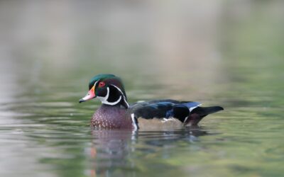 CANARD BRANCHU | WOOD DUCK