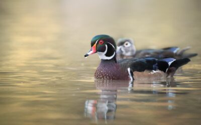 CANARD BRANCHU | WOOD DUCK