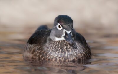CANARD BRANCHU | WOOD DUCK
