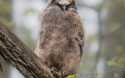 Grand-duc d'Amérique | Great Horned Owl