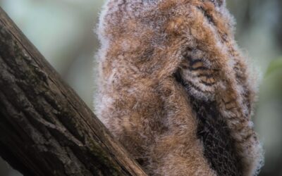 Grand-duc d'Amérique | Great Horned Owl