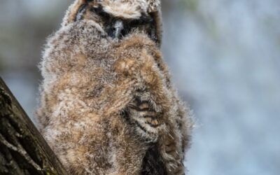 Grand-duc d'Amérique | Great Horned Owl