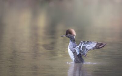 Harle couronné | Hooded Merganser