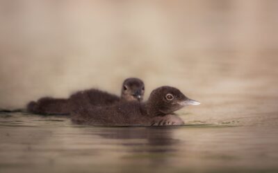 PLONGEON HUARD | COMMON LOON
