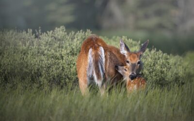 CERF DE VIRGINIE | WHITE-TAILED DEER