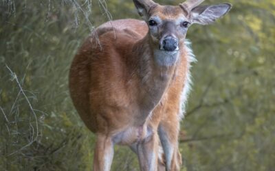CERF DE VIRGINIE | WHITE-TAILED DEER