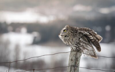 CHOUETTE LAPONE | GREAT GREY OWL
