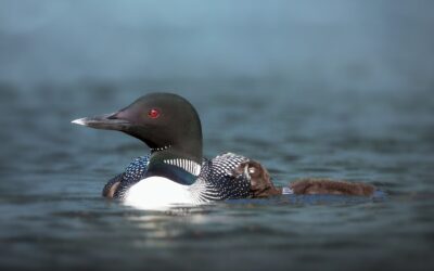 PLONGEON HUARD | COMMON LOON